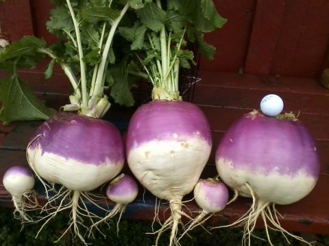big turnips.jpg