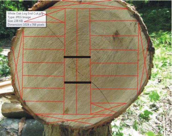 treecrossection.jpg