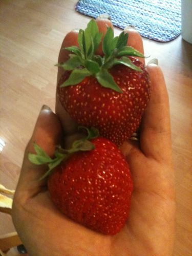 Diana's Strawberry.jpg