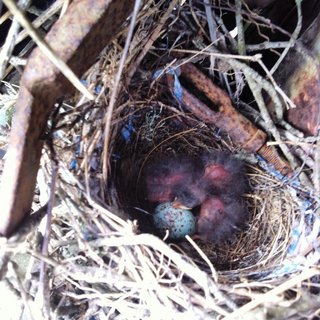 Baby Birds.jpg
