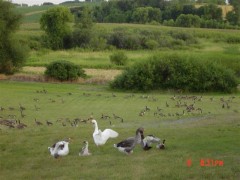 tame geese (Small).JPG