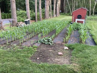 Corn Plot 07-06-2023.JPG