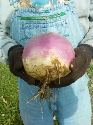 turnip 1.jpg