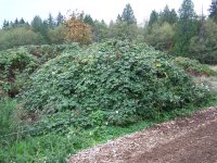 100_2179 (Medium).JPG