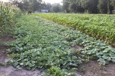Garden Spring 2012 012.JPG
