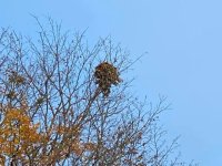 squirrel nest.jpg