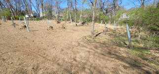 trees2.png