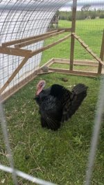 IMG_0737.jpeg