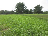 FoodPlot826 (3).JPG FoodPlot826 (3).JPG