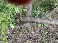IMG_0214.jpeg